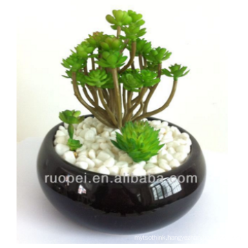 Mini live bonsai succulent plants